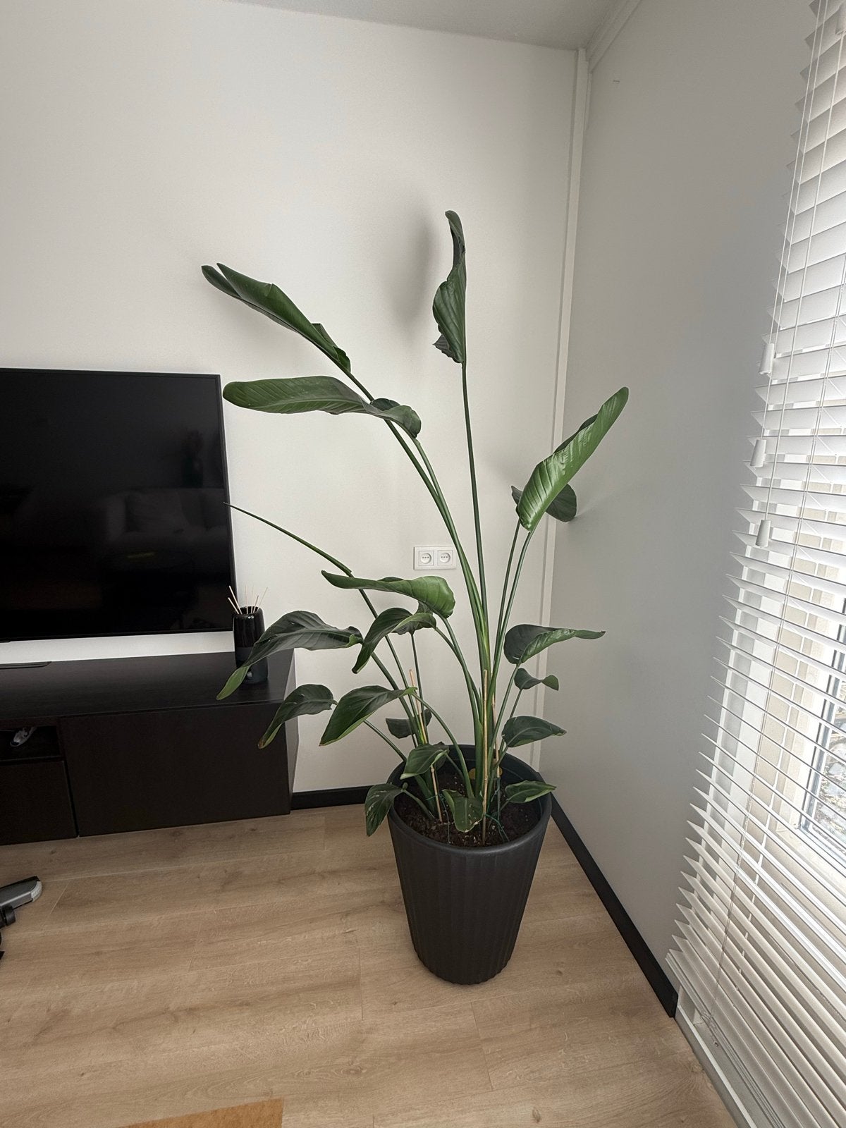 Grote Strelitzia Nicolai - Paradijsvogelplant, Ophalen, 200 cm of meer, Overige soorten, Halfschaduw