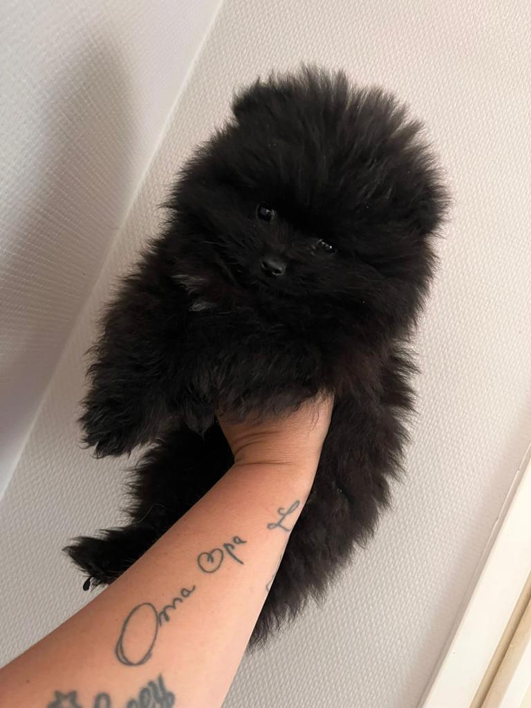 Mooie pomeriaanpup reutje, Keeshond, Reu, 8 tot 15 weken, Parvo