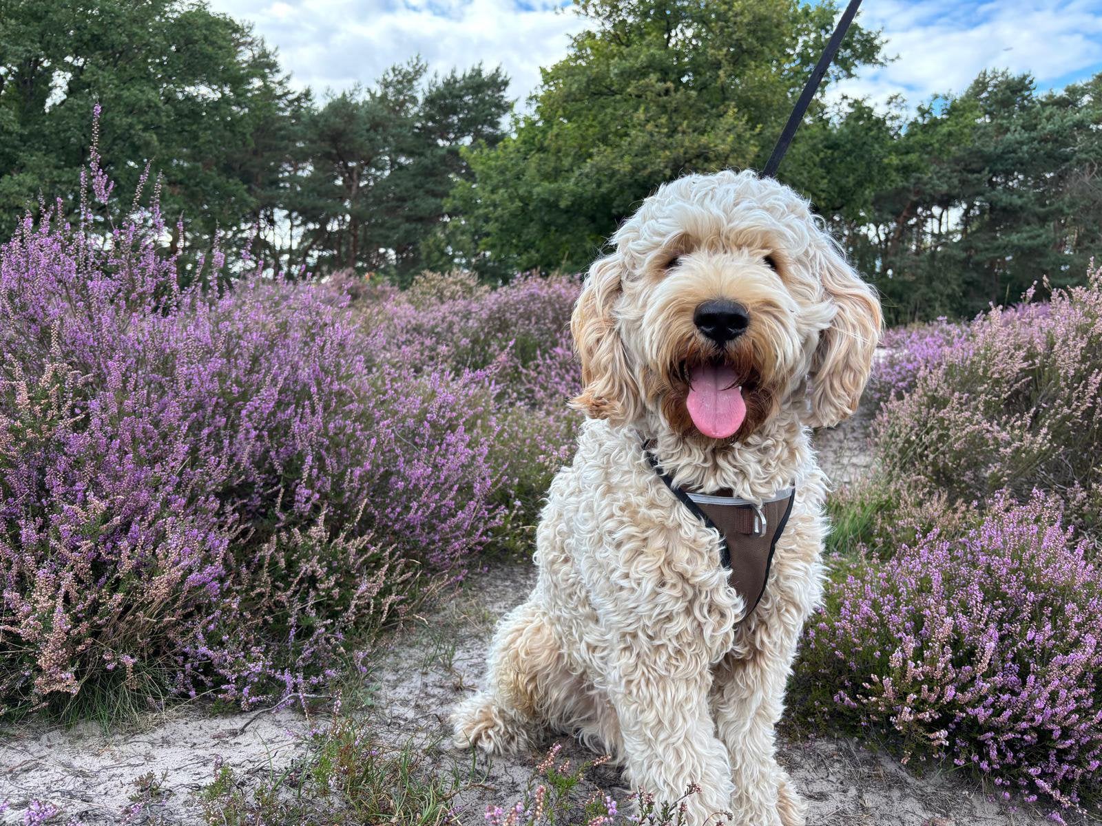 Labradoodle hond, Dieren en Toebehoren, Honden | Retrievers, Spaniëls en Waterhonden, Reu, 1 tot 2 jaar, Labrador retriever, Parvo