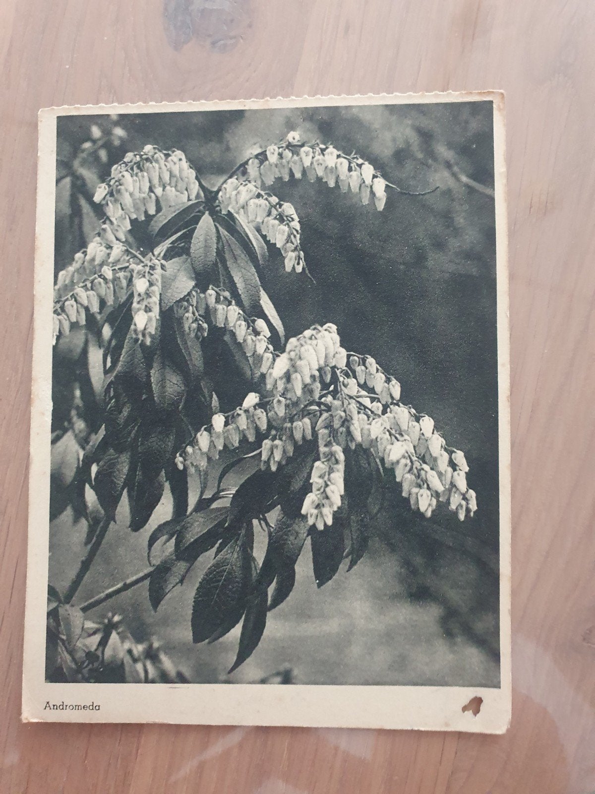 Ansichtkaart gelopen met bijzonder stempel., Ophalen of Verzenden