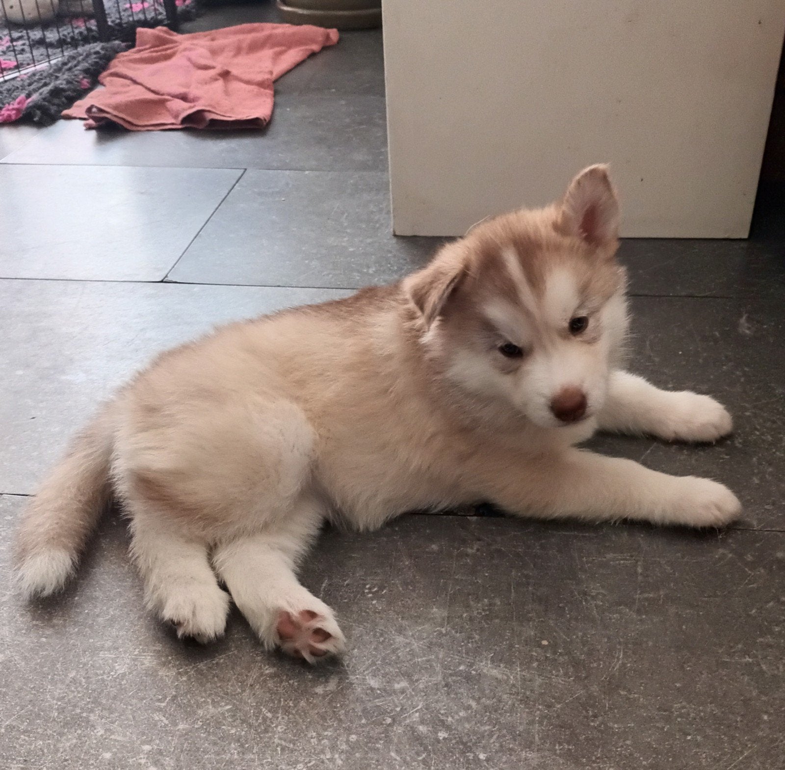Siberische Husky pup(s), Dieren en Toebehoren, Honden | Poolhonden, Keeshonden en Oertypen, 8 tot 15 weken, Poolhond, Parvo, Meerdere