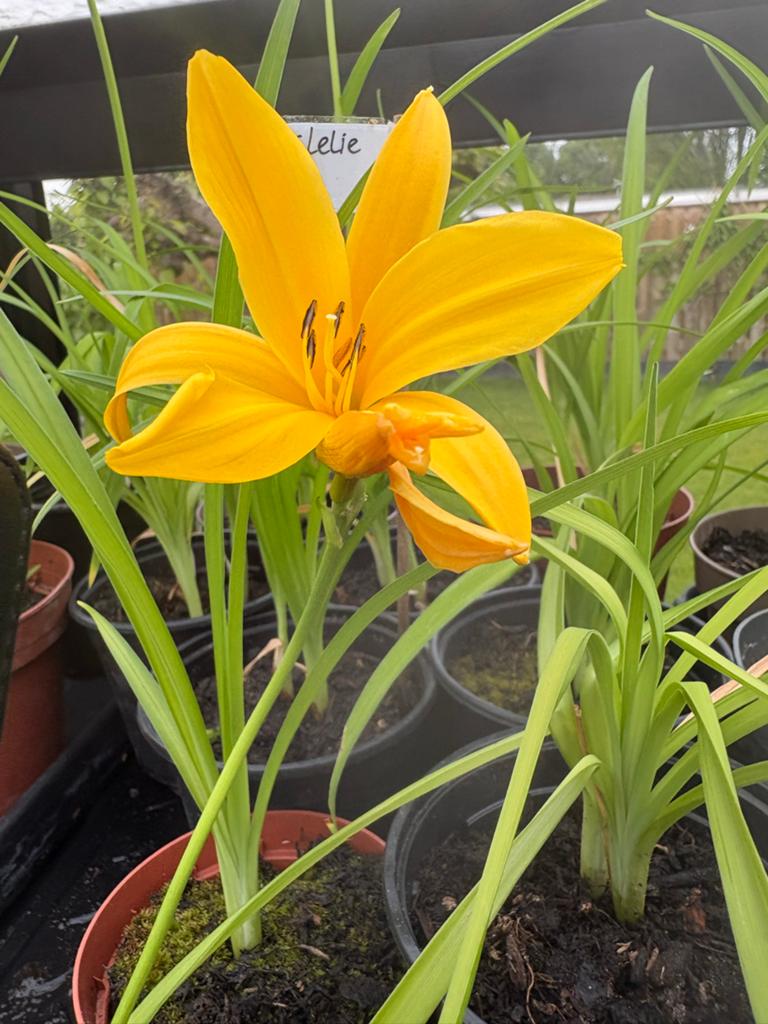 Prachtige Gele Daglelie - Ideaal voor elke tuin!, Overige soorten, Volle zon, Vaste plant, Ophalen of Verzenden