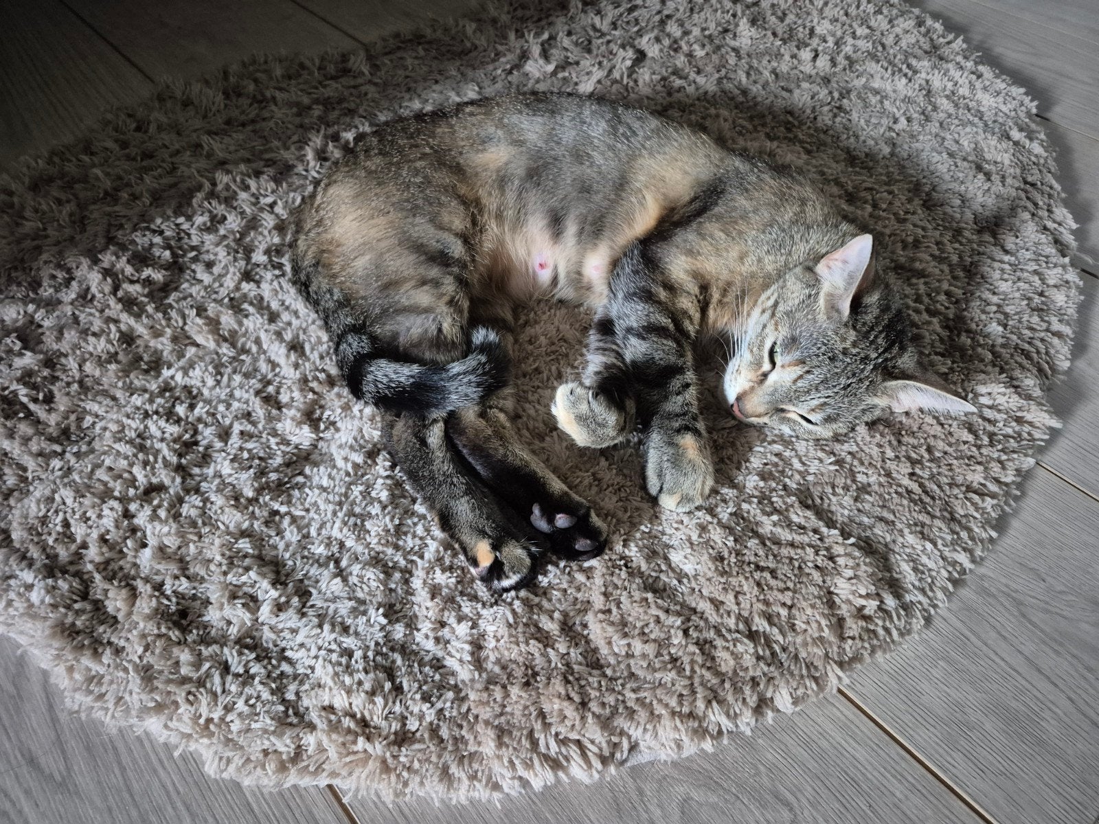 Lieve poes 2jaar, Poes