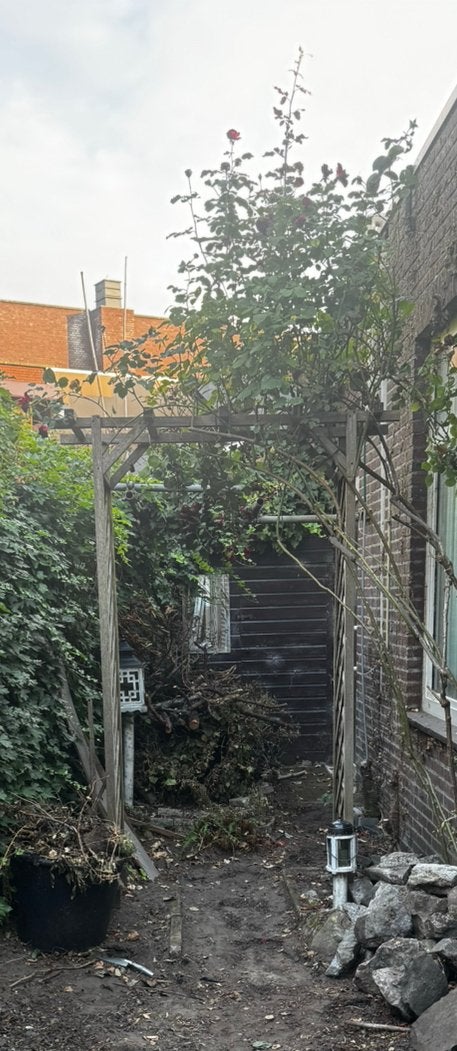 Houten pergola (gratis afhalen), Ophalen, Bloeit niet, Halfschaduw, Overige soorten
