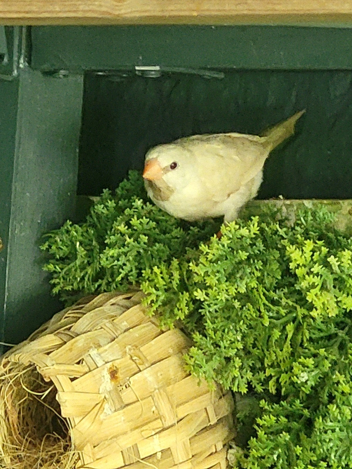 spitsstaartamadine, 2 poppen,natuurbroed uit buitenvoliere, Vrouwelijk