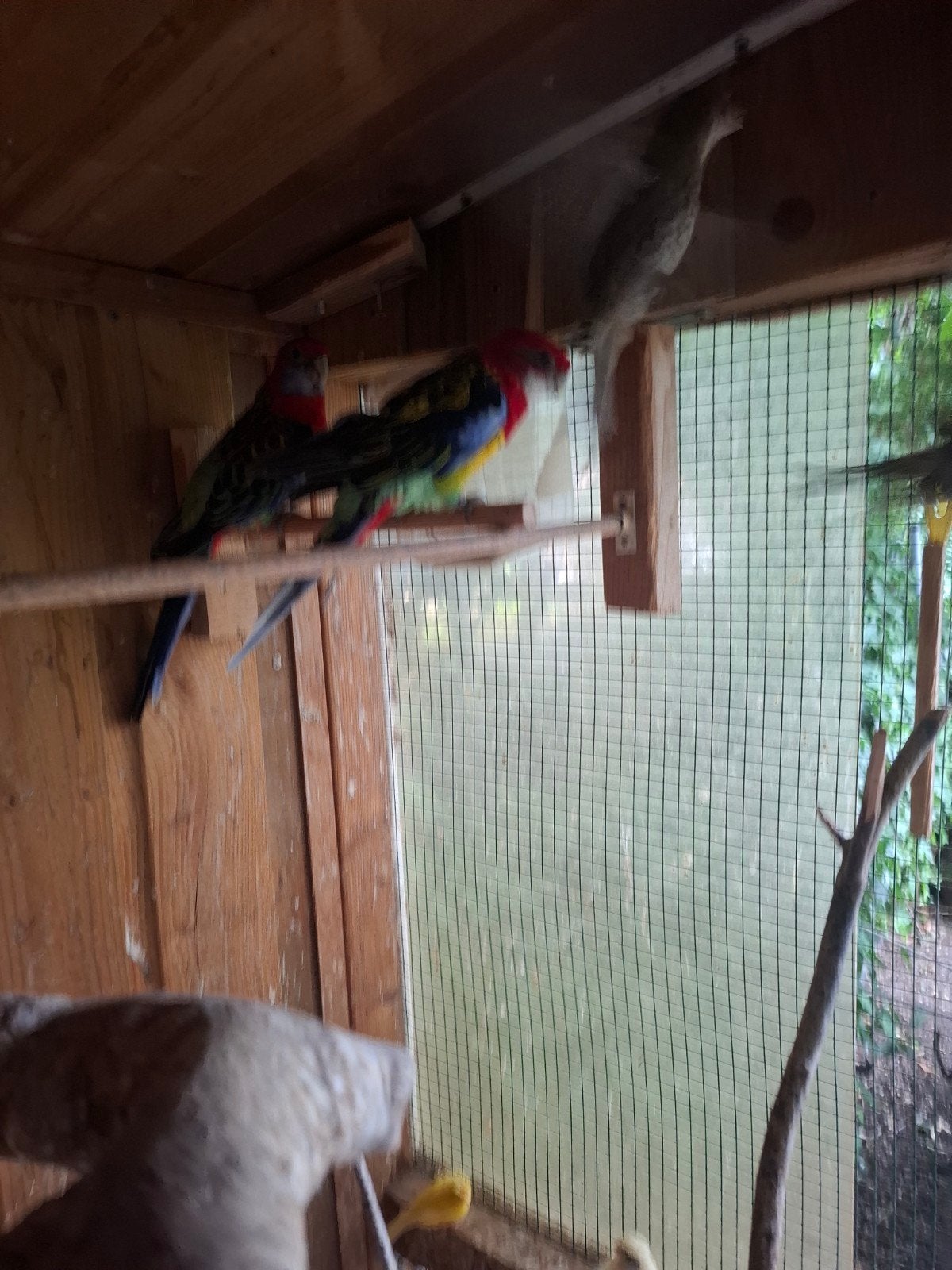 tekoop 2 rosellas koppel 30 €, Dieren en Toebehoren, Meerdere dieren, Parkiet
