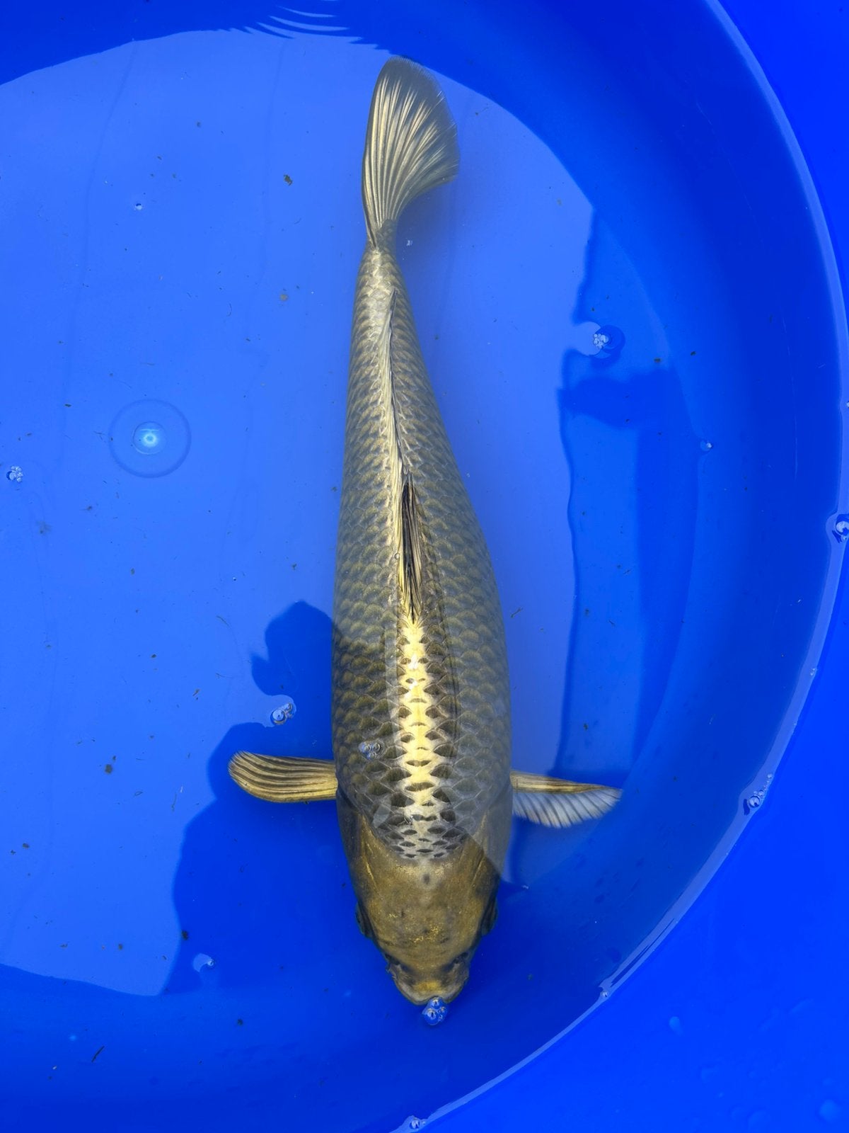 Kabuto 38cm, Karper of Koi