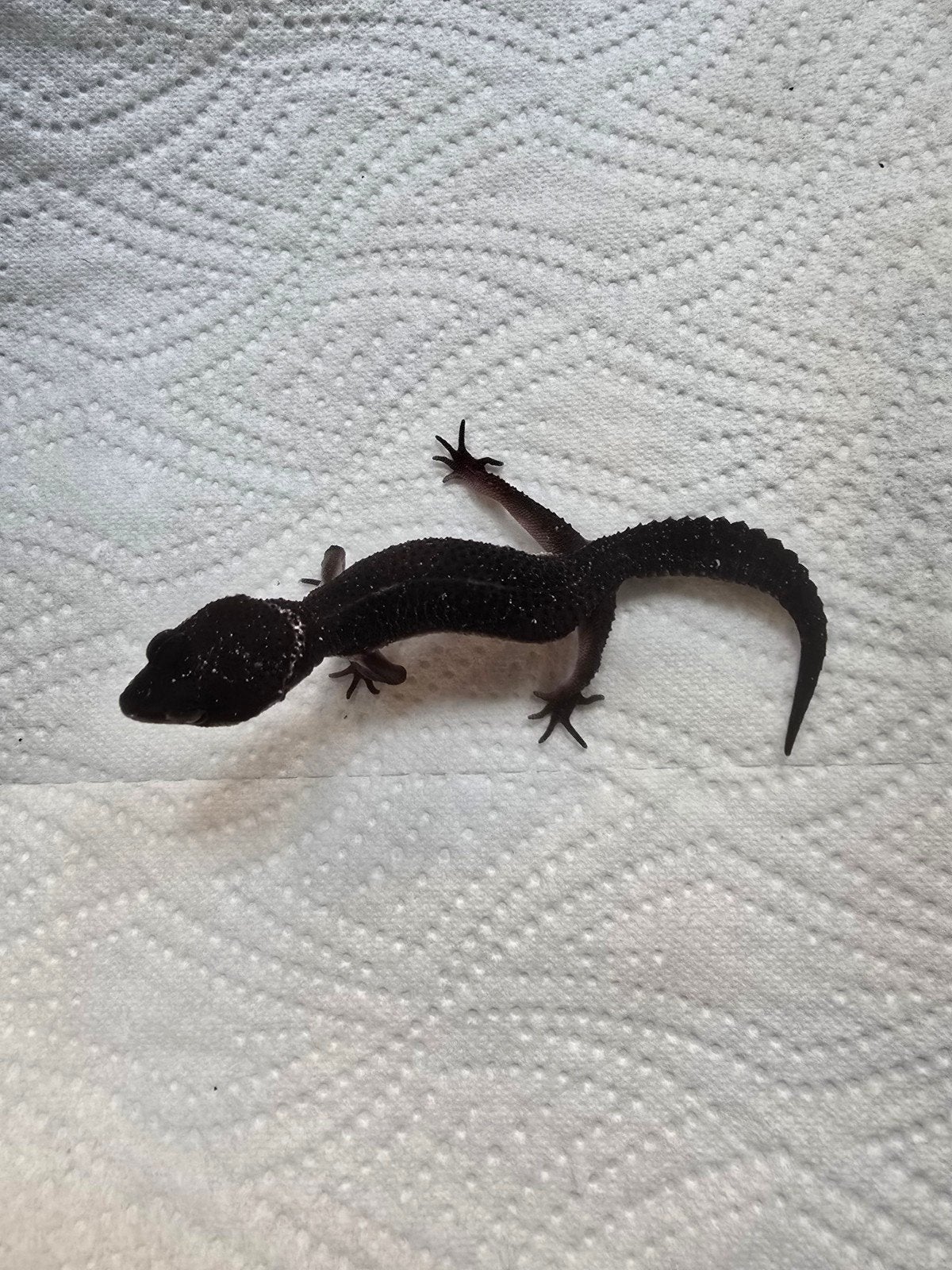 Diversen jonge luipaardgekko's in prachtige kleuren Leopard Gecko photo 14