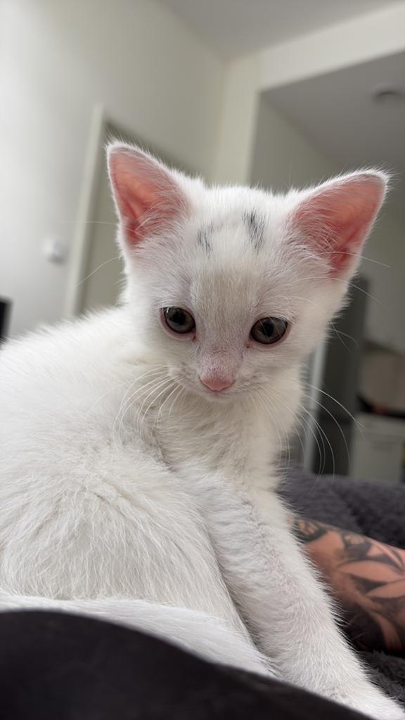 Te koop Moet Vandaag Weg!! 27-5-2026, Dieren en Toebehoren, Katten en Kittens | Raskatten | Langhaar, Poes, Ingeënt
