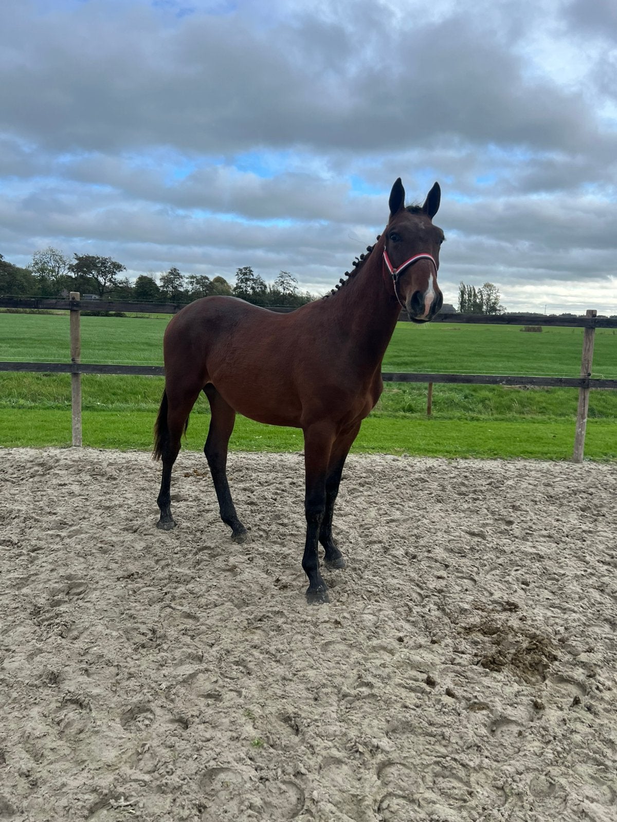Super leuke 1.5 jarige toekomstige allrounder!, Hengst, Springpaard, Met stamboom, 0 tot 2 jaar