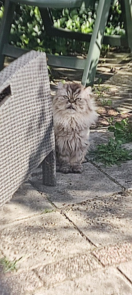 Perzische katers, Kater, Gechipt, 3 tot 5 jaar
