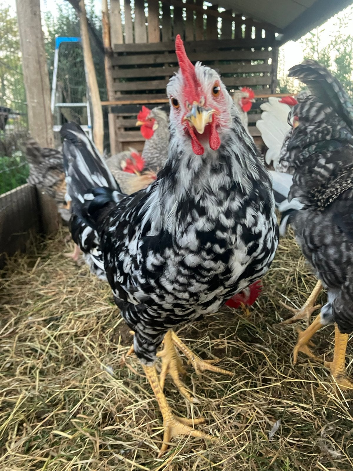 Jonge bonte leghorn hanen, Dieren en Toebehoren, Meerdere dieren, Kip