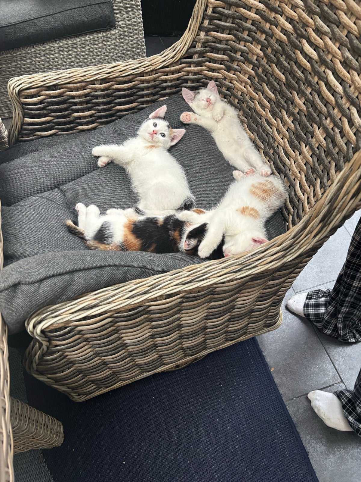 Kittens, Dieren en Toebehoren
