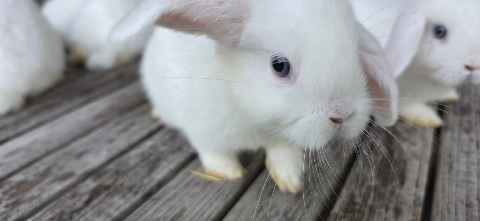 Jonge hangoortjes (NHD x Minilop), Dieren en Toebehoren, Konijnen, Dwerg, Meerdere dieren