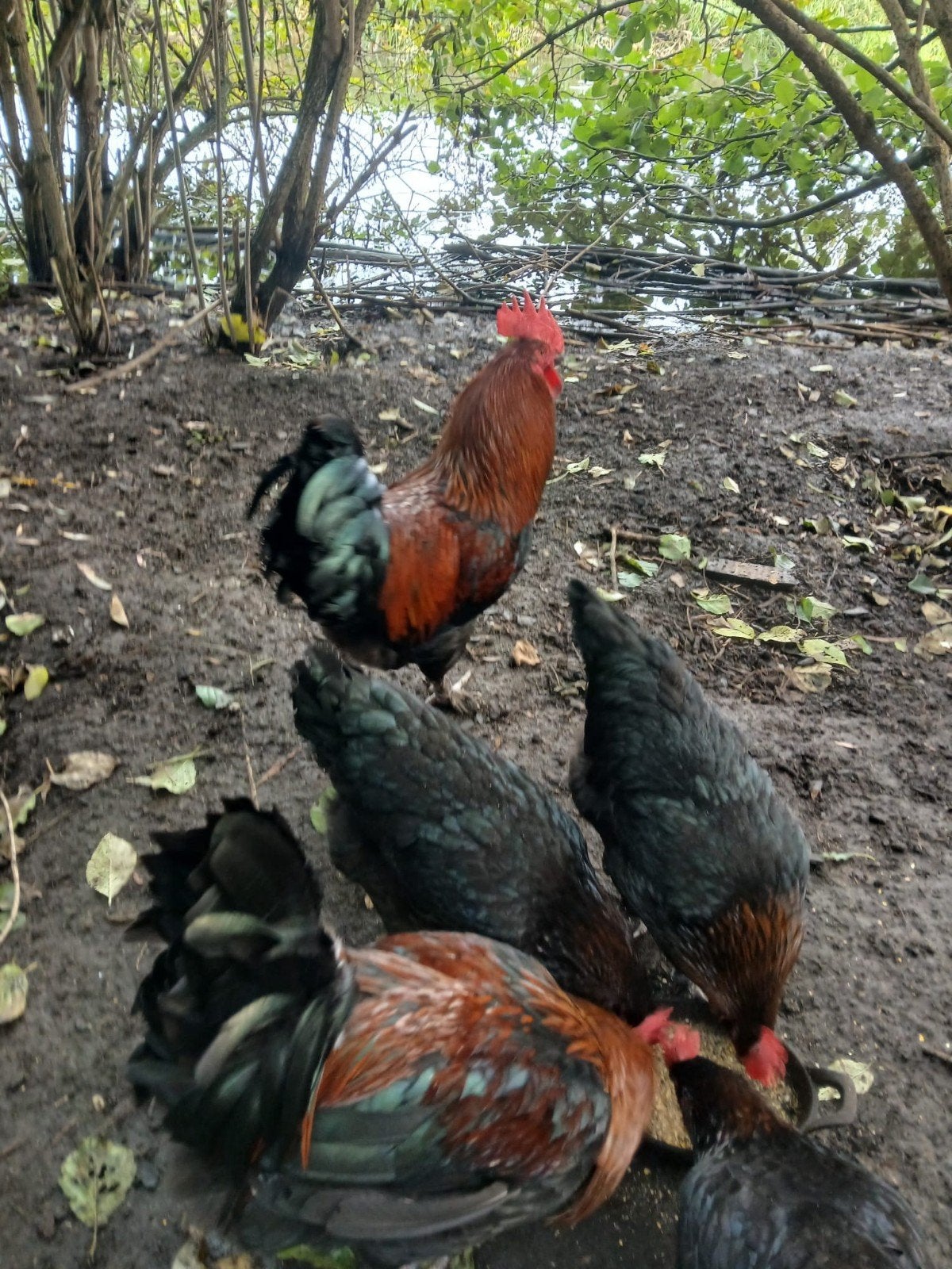 Jonge raszuivere Marans hanen, Dieren en Toebehoren, Mannelijk, Kip