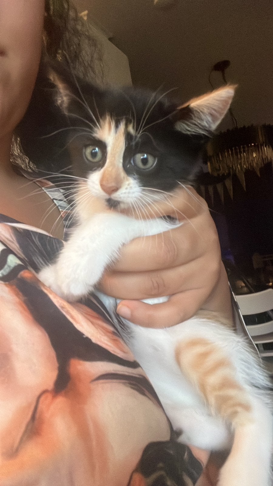 Kittens nestje van 3, Meerdere dieren, 0 tot 2 jaar