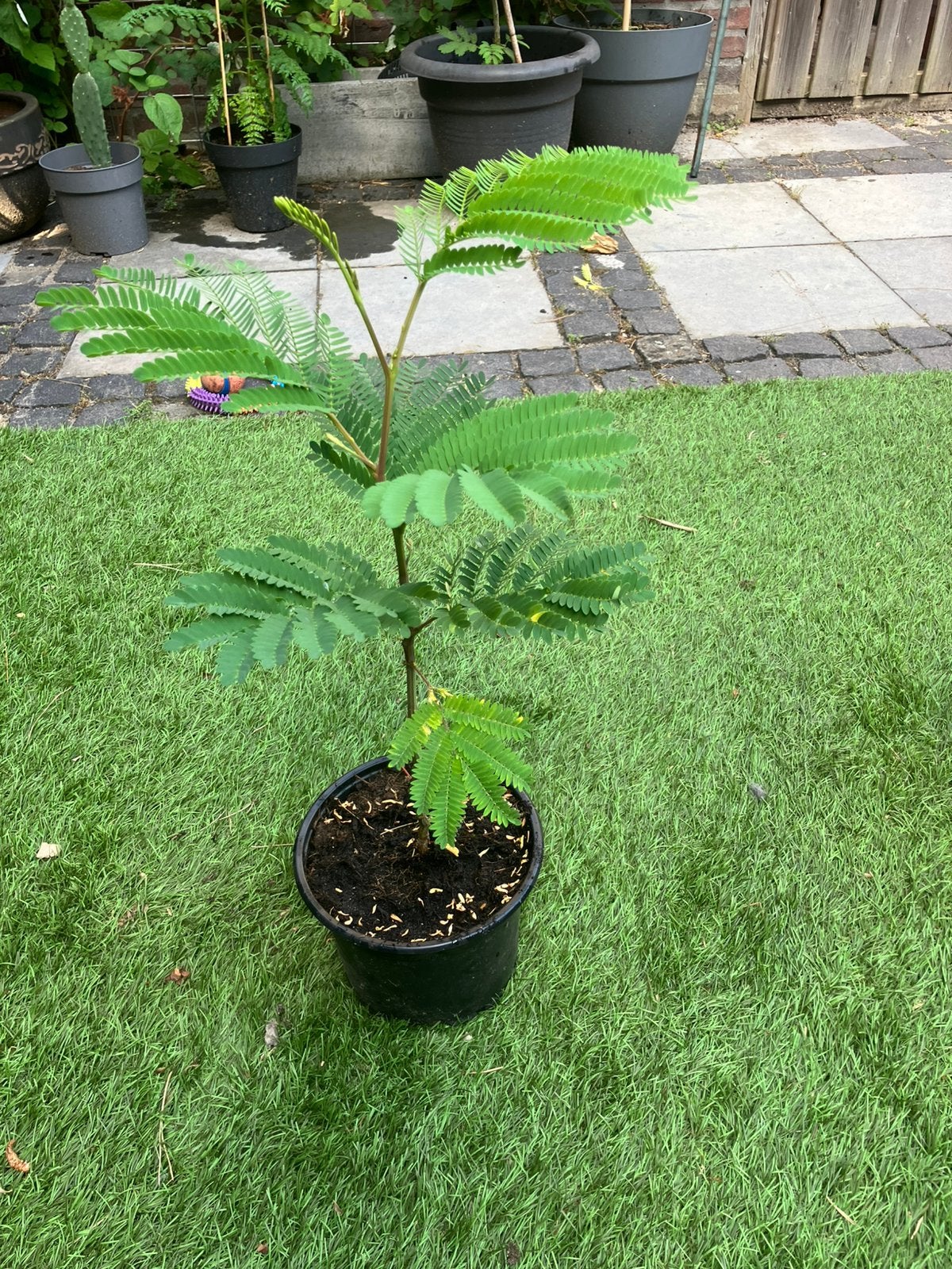 Albizia lophanta slaapboom, Tuin en Terras, Planten | Bomen, Overige soorten, 100 tot 250 cm, Zomer, Ophalen