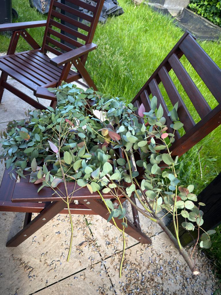 Verse Eucalyptus takken - Gratis af te halen, Ophalen, Bloeit niet, Overige soorten