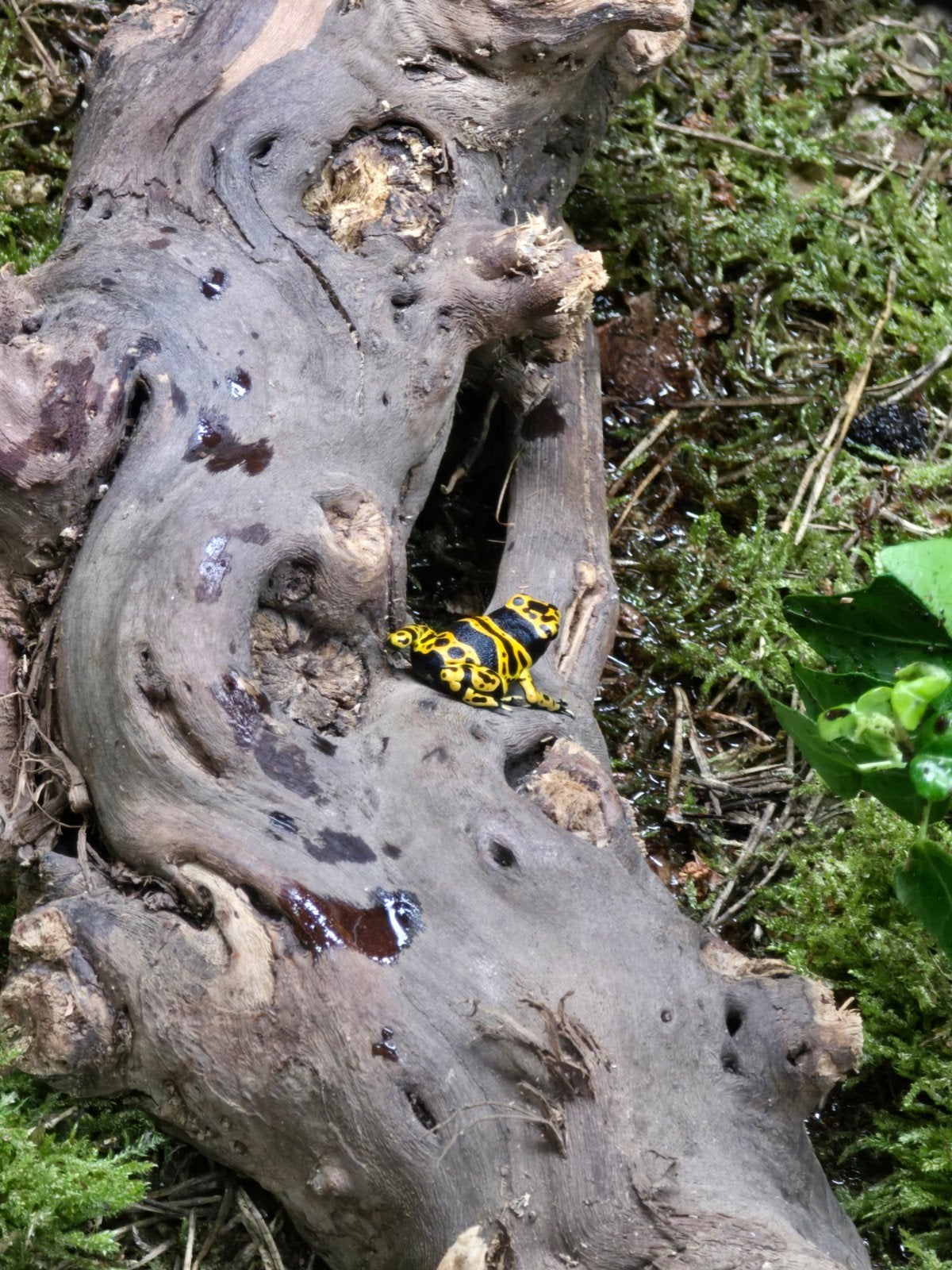 Prachtige pijlgifkikkers (Dendrobates leucomelas) Frog photo 3