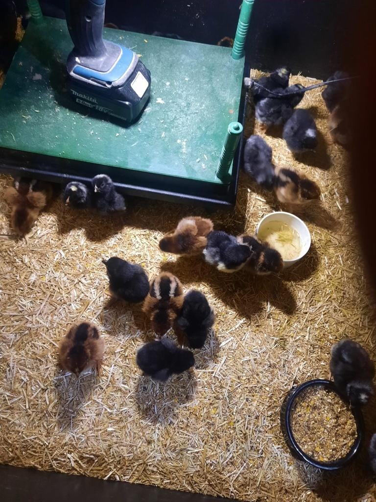 Kuikens Amrock, Geslacht onbekend, Kip