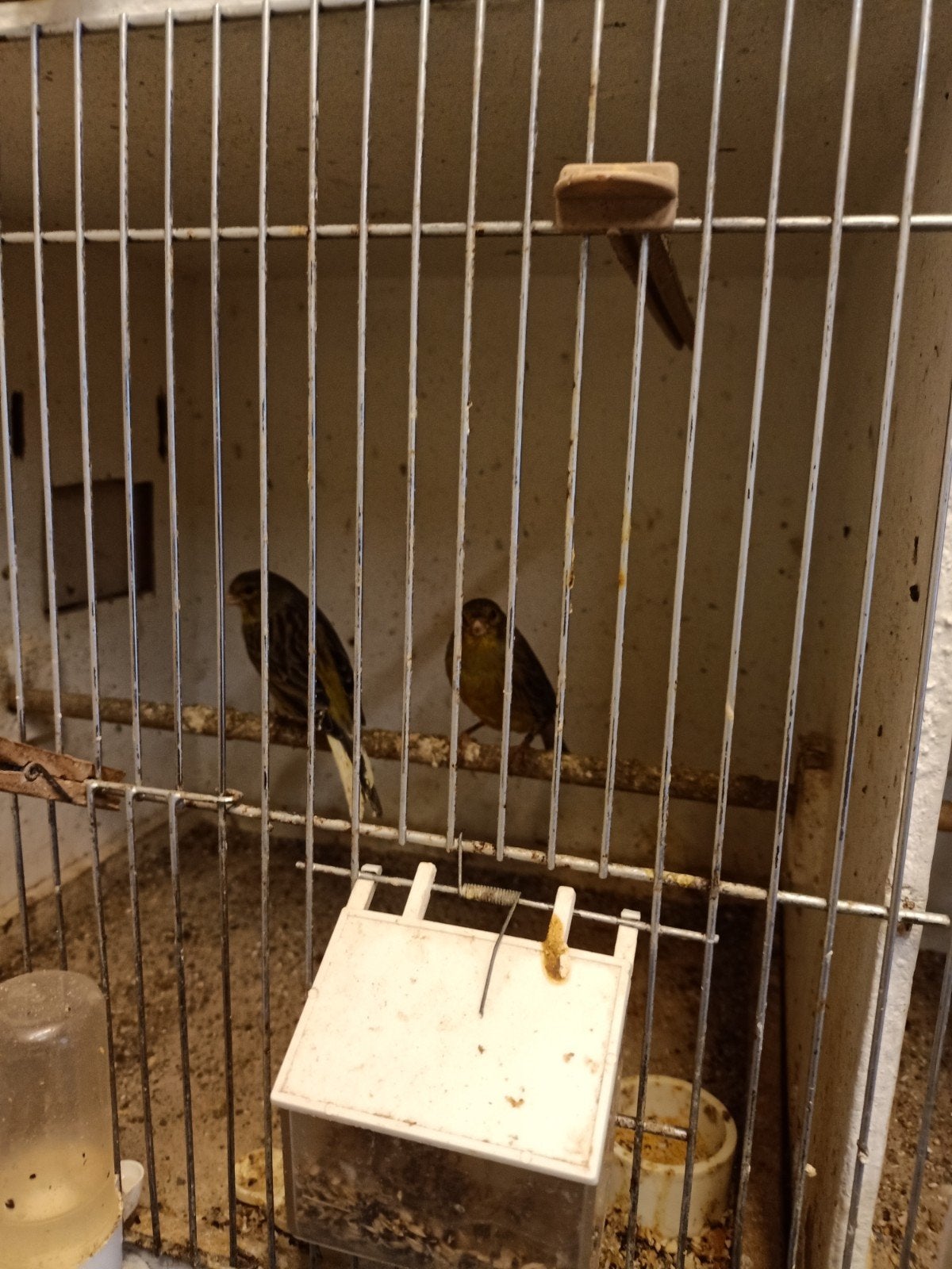 Trimbrado kanarie, Meerdere dieren, Zangkanarie