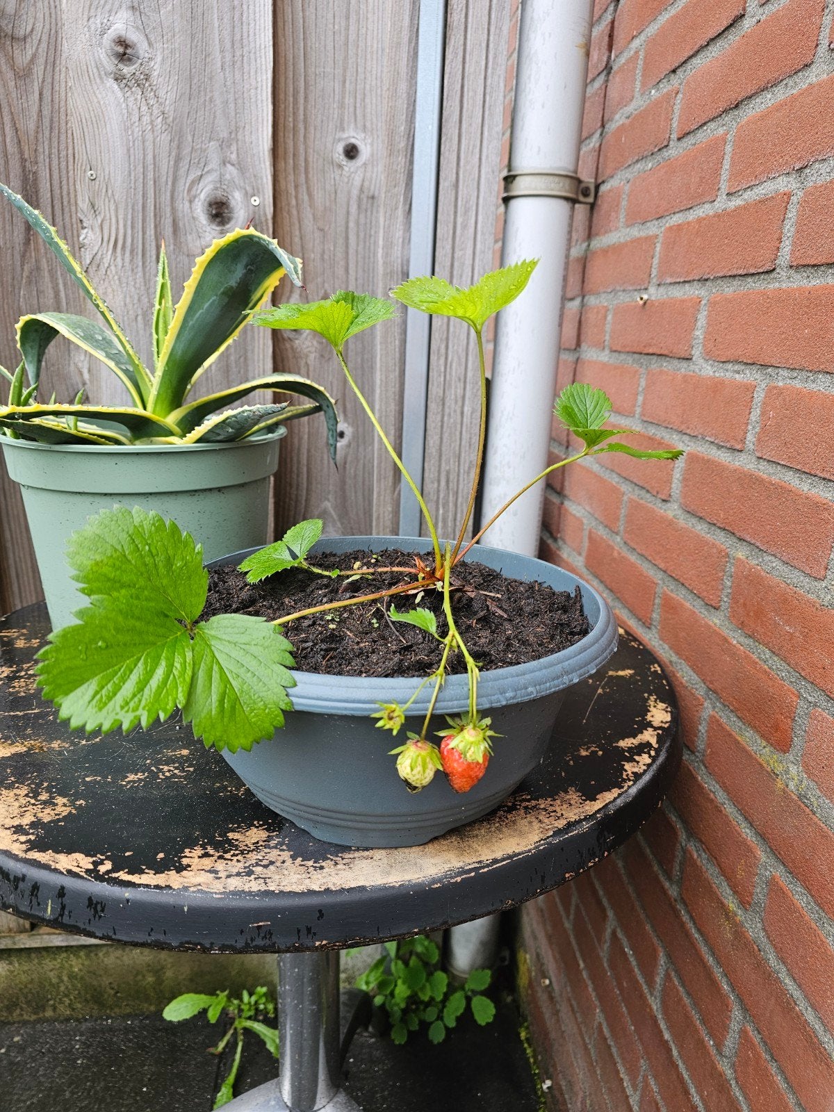 Mooie aardbeien plant met pot, Ophalen, Vaste plant, Overige soorten, Volle zon
