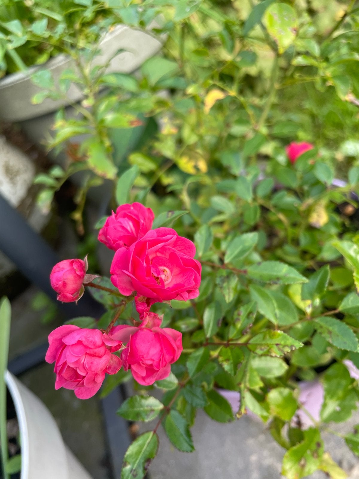 Roze Roos - Charmante Rozenstruik, Tuin en Terras, Volle zon, Vaste plant, Zomer, Ophalen
