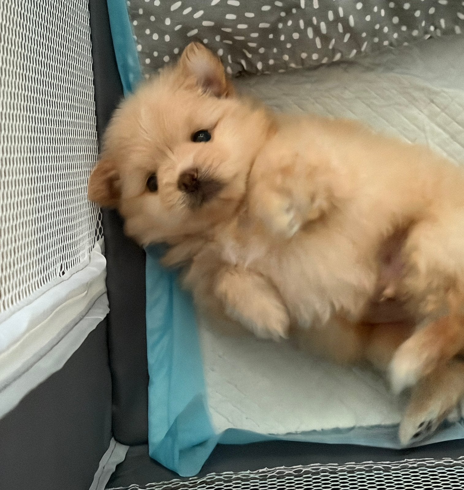 POMCHI 🐶 🦊 Pomeriaan x chihuahua  pup 🦊🐶 mini formaatje, Parvo, 8 tot 15 weken, Eén hond, Nederland