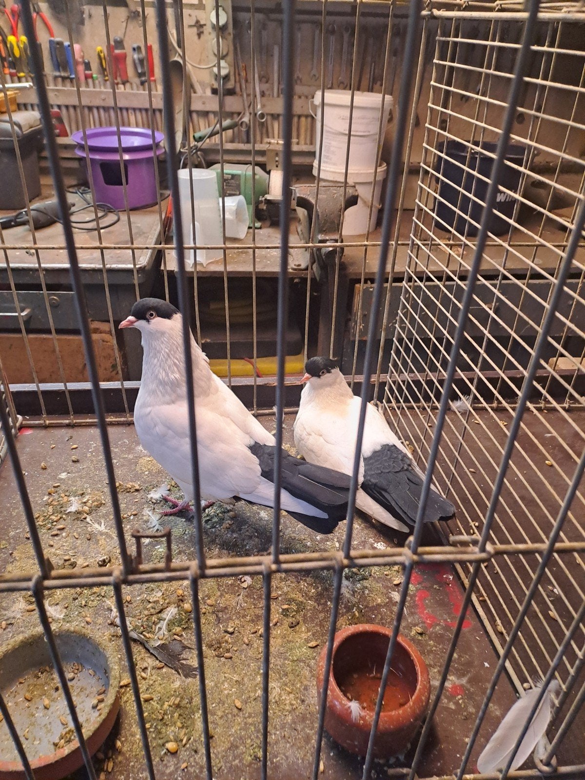 helmduif vliegtype, Meerdere dieren, Tuimelaar of Roller