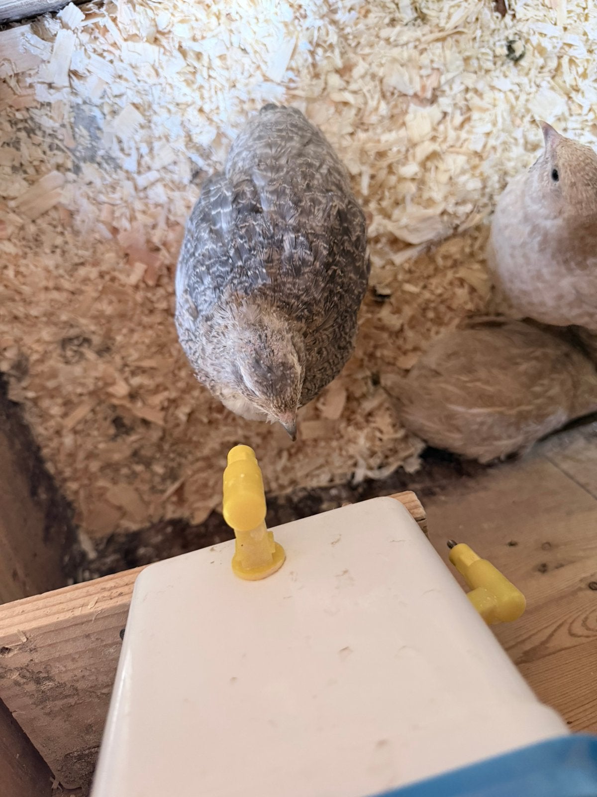 Jonge kwartels te koop, Meerdere dieren
