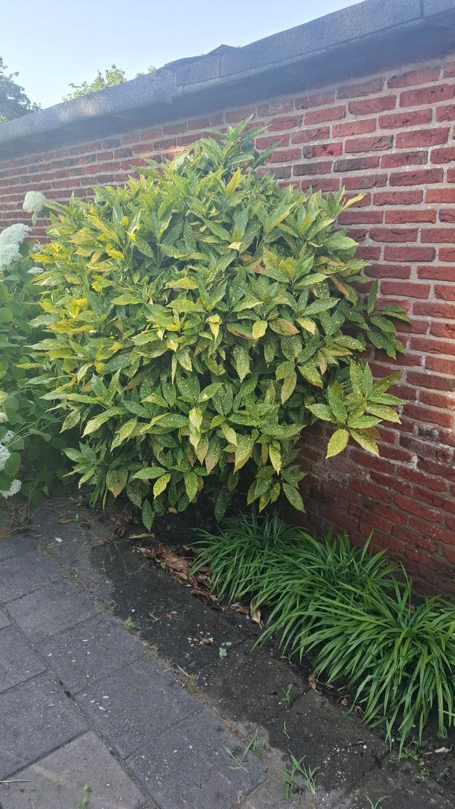 Grote Japanse Laurier - Aucuba japonica, Tuin en Terras, Ophalen of Verzenden, Laurier, 100 tot 250 cm