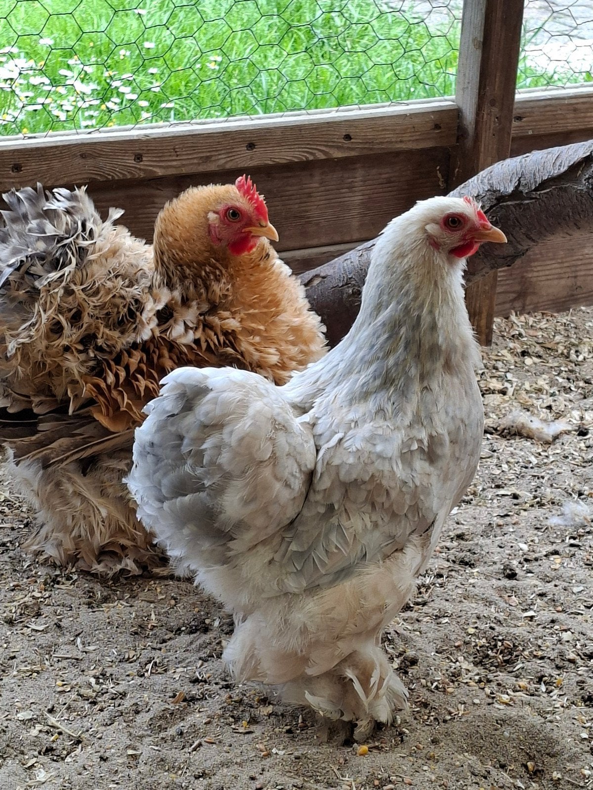 3 mooi cochin kriel dames , van 1 jaar oud ongeveer., Dieren en Toebehoren, Pluimvee, Vrouwelijk, Kip