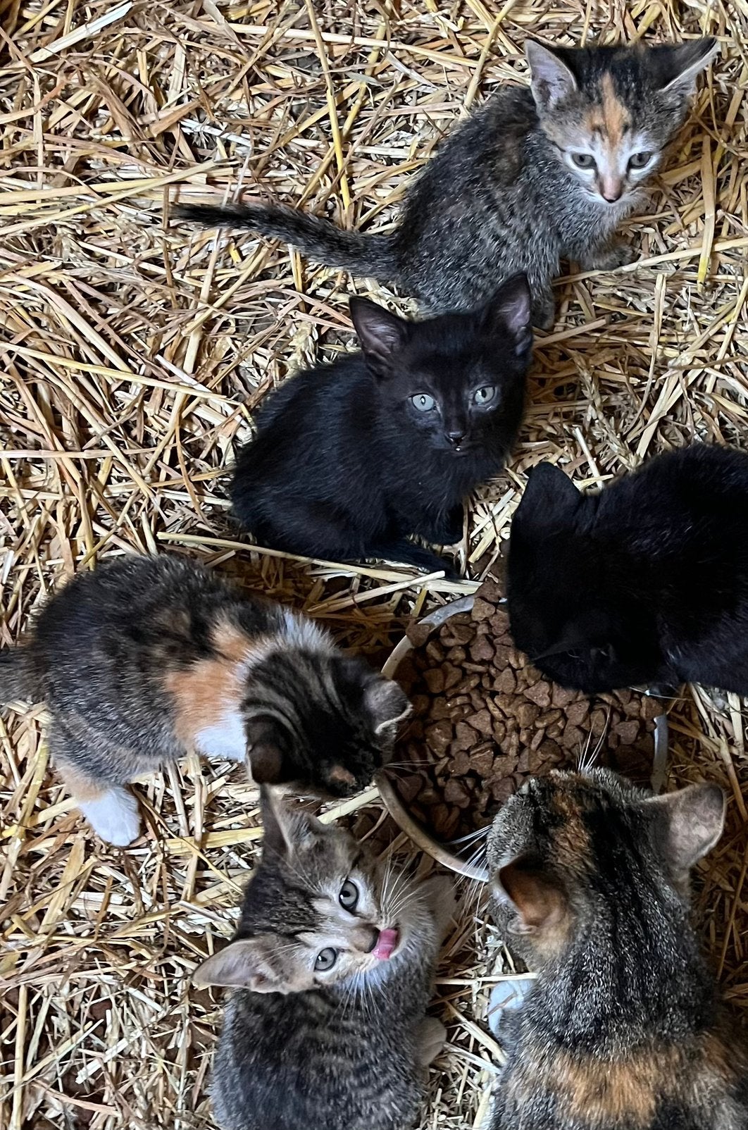 Boerderij kittens. Mogen vanaf 10 juli, dan 8 weken oud., Dieren en Toebehoren, Katten en Kittens | Overige Katten, Meerdere dieren