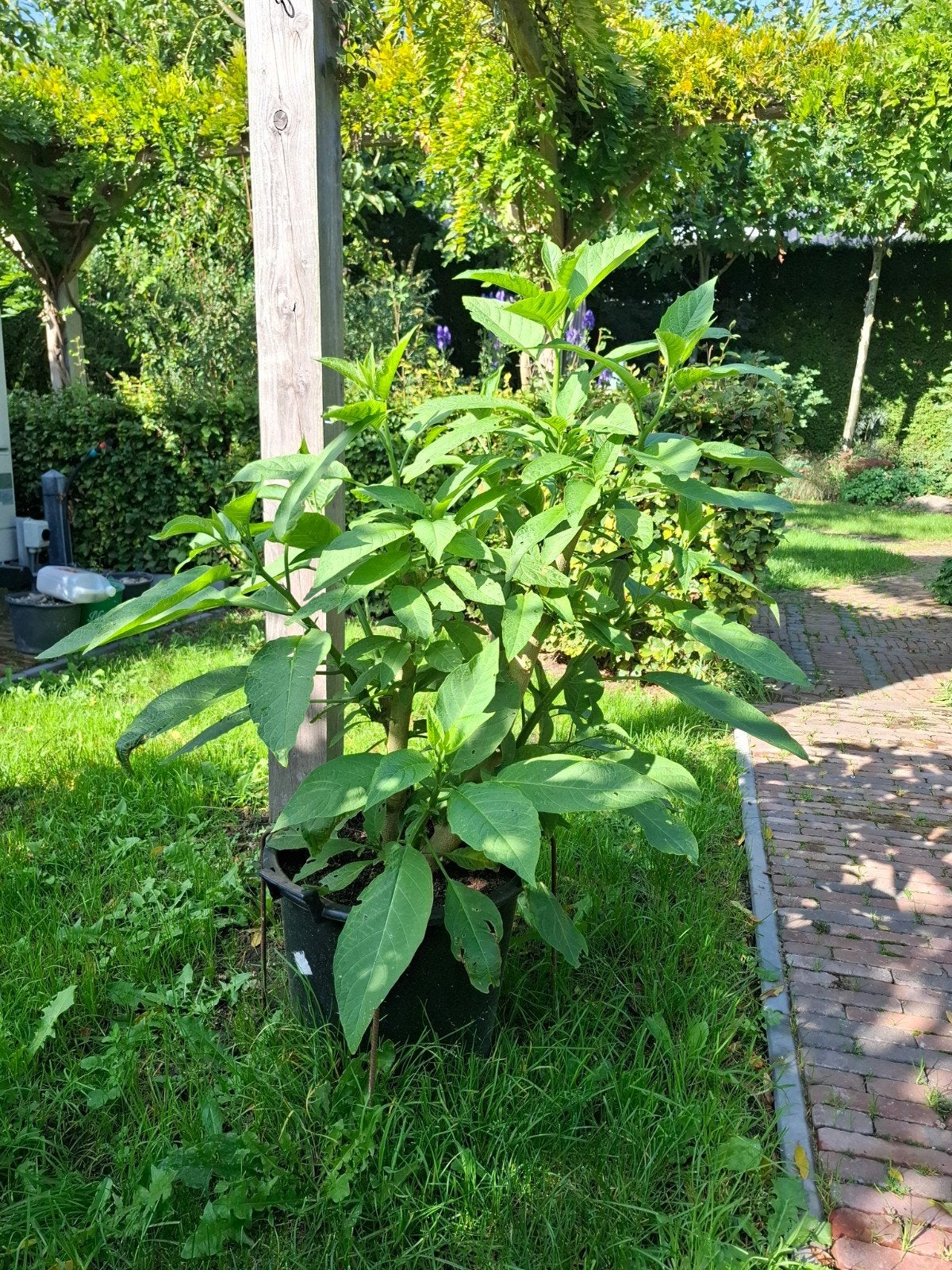 2 Brugmansia planten met witte bloemen, 1.25m hoog, Volle zon, Vaste plant, Zomer, Ophalen