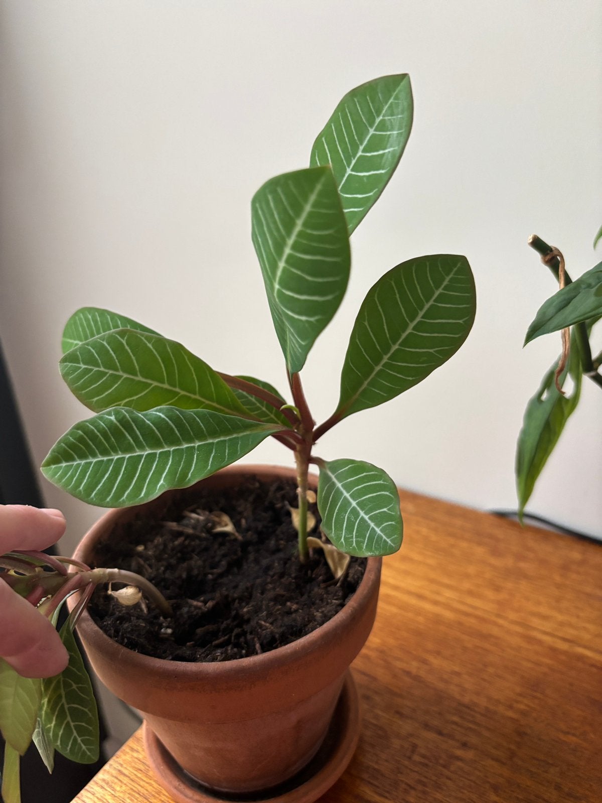 Madagascar Jewel, Huis en Inrichting, Kamerplanten, Ophalen, Halfschaduw, Minder dan 100 cm