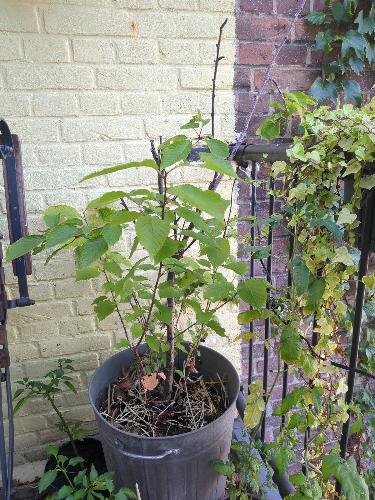 Kersenboom heeft liefde nodig, Tuin en Terras, Planten | Tuinplanten, Ophalen
