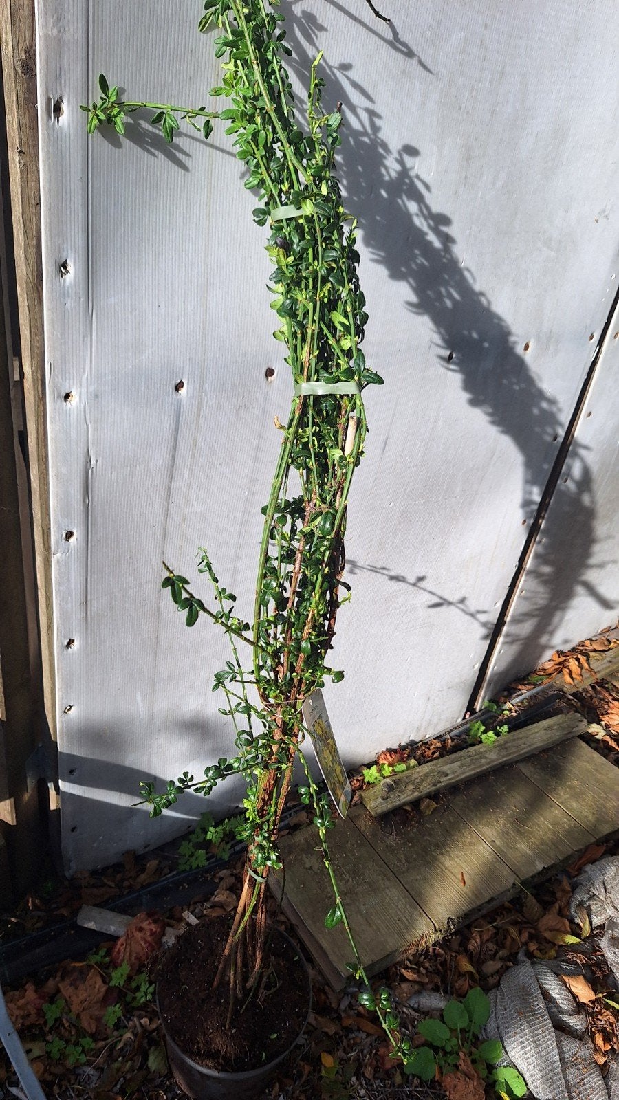 jasminum nudiflorum.geel 100cm, Ophalen, Vaste plant, Halfschaduw, Winter