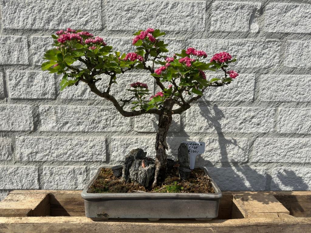 Bonsai Meidoorn, In pot, Halfschaduw, Lente, Minder dan 100 cm
