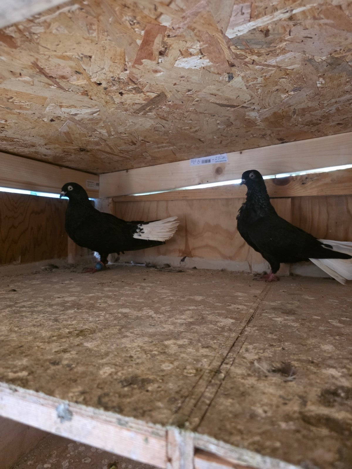 witstaart duiven, Dieren en Toebehoren