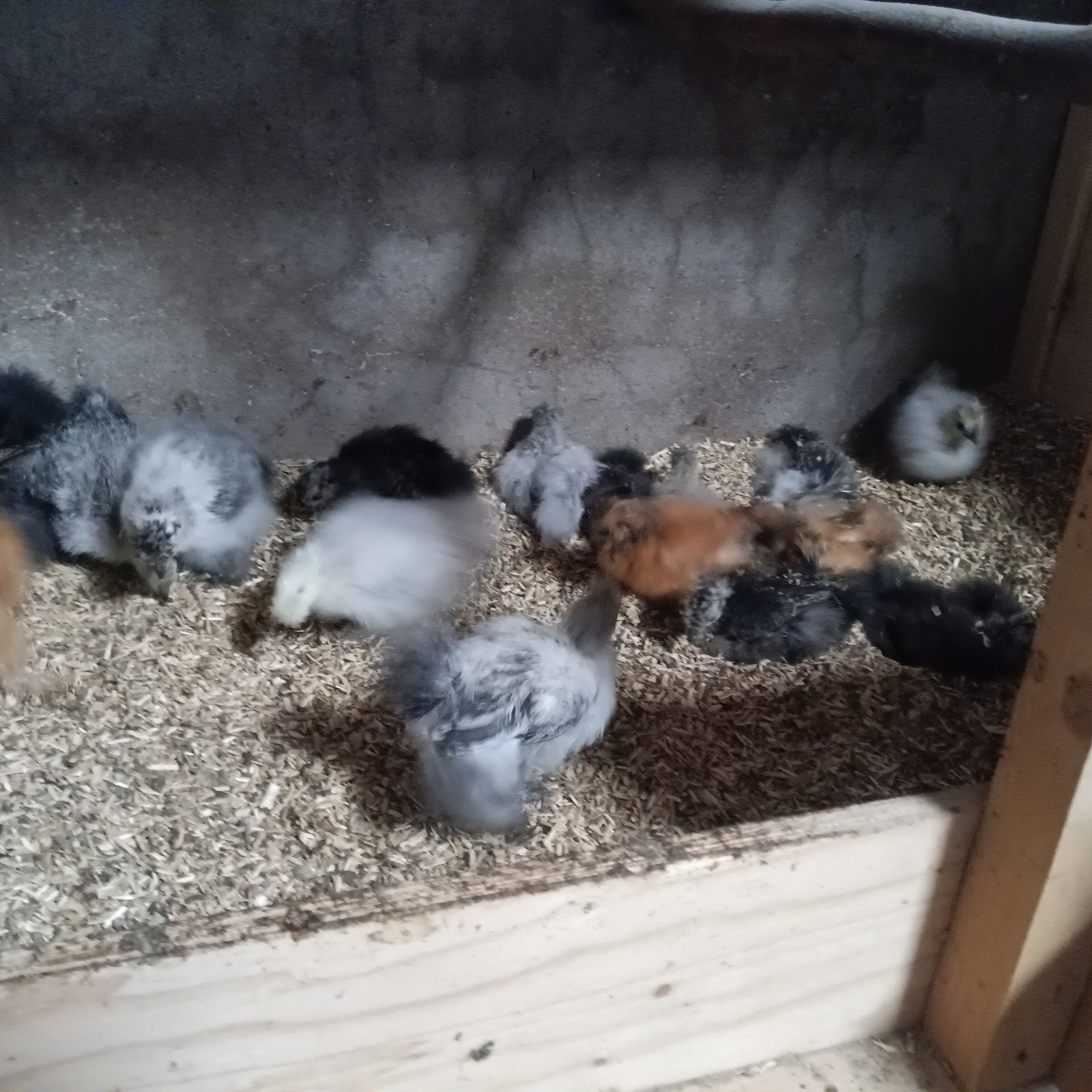 zijdehoen hennen, Dieren en Toebehoren, Pluimvee, Vrouwelijk, Kip
