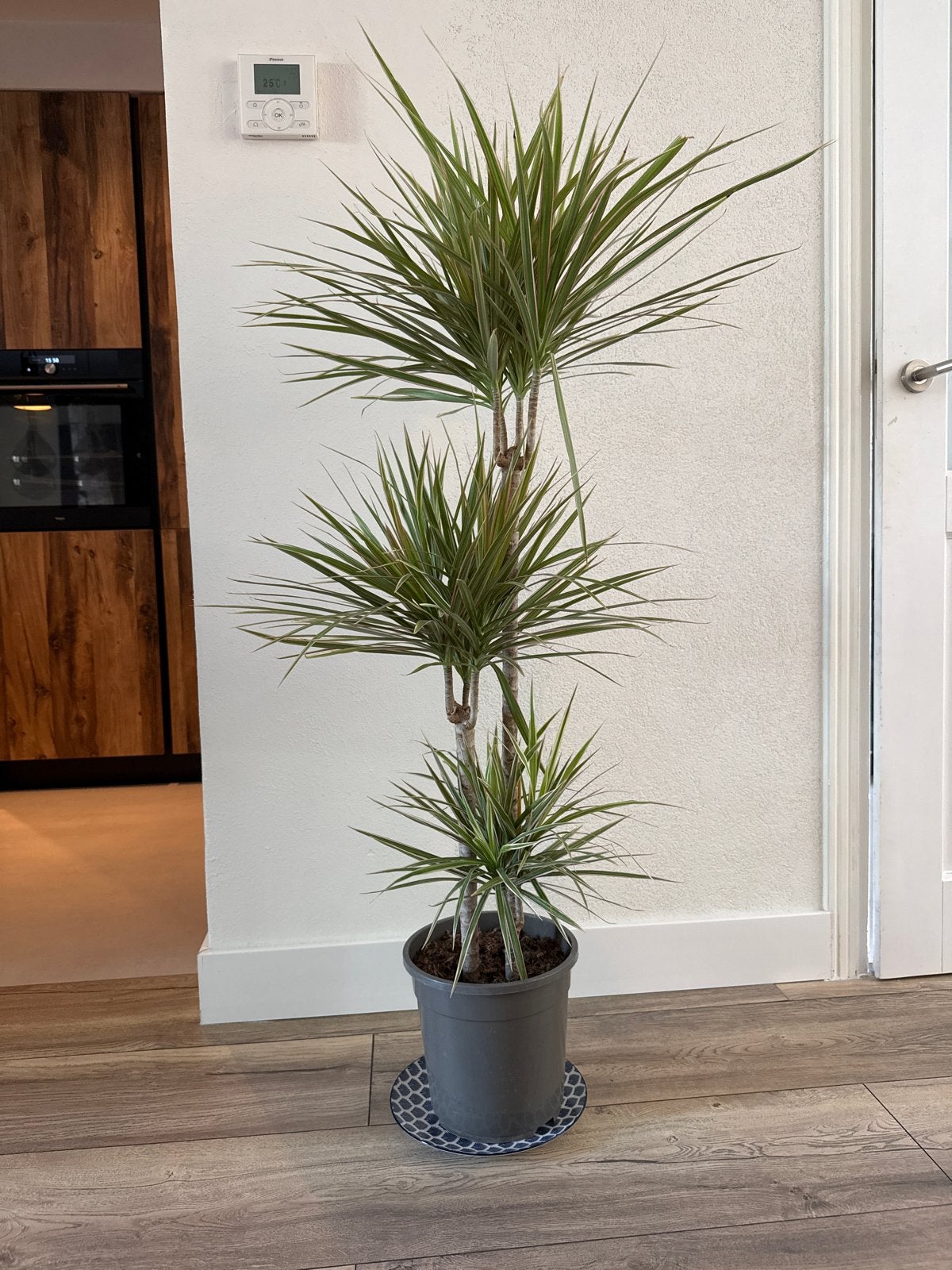 Grote Dracaena Marginata kamerplant in pot, Huis en Inrichting, Kamerplanten, Ophalen, 100 tot 150 cm, Overige soorten, Halfschaduw