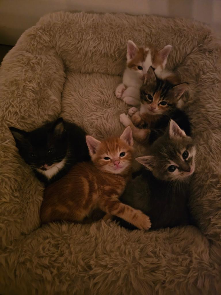 Mainecoon kittens te koop, Dieren en Toebehoren, Katten en Kittens | Overige Katten, Meerdere dieren