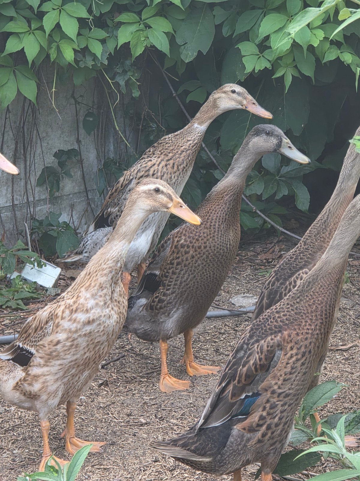 Indische loopeenden, Dieren en Toebehoren, Pluimvee, Meerdere dieren, Eend