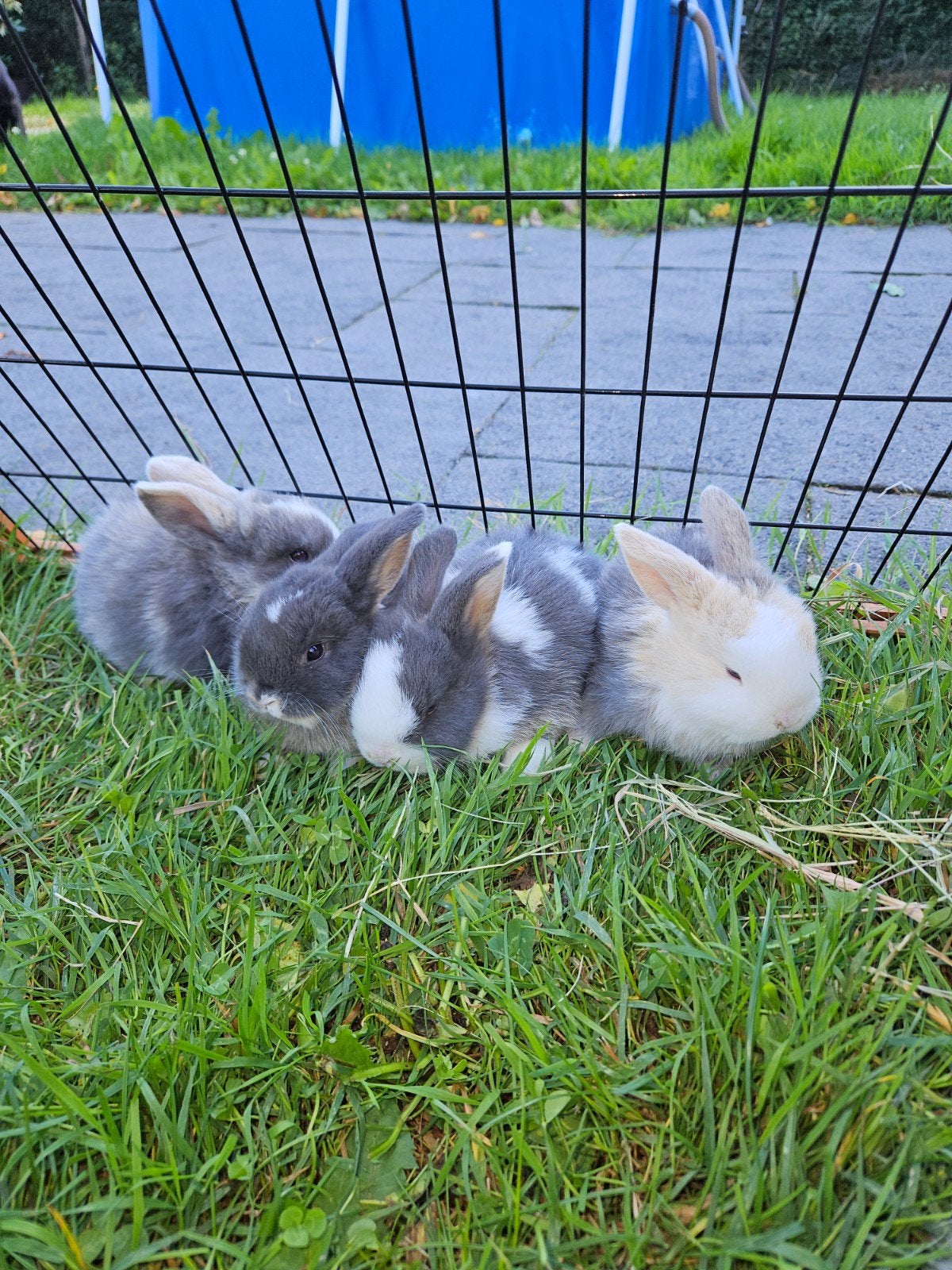 te koop jonge konijnen, Dieren en Toebehoren, Konijnen, Meerdere dieren