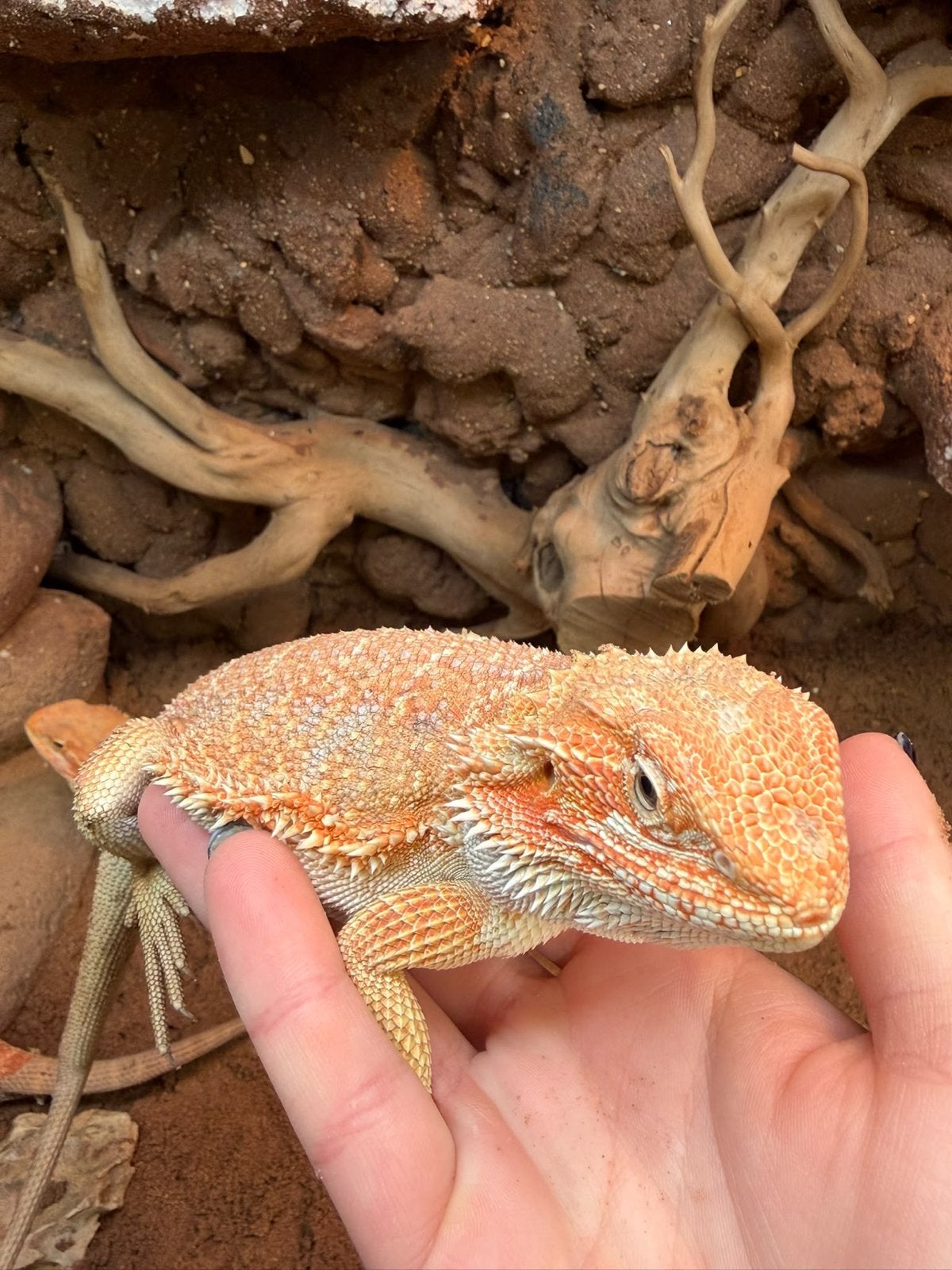 Baardagamen - Pogona Vitticeps Bearded Dragon photo 4
