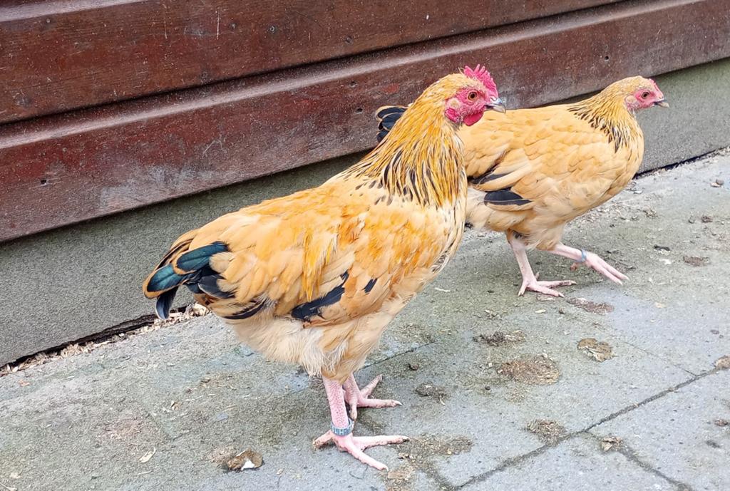 Mooie jonge sussex haantjes buff Columbia (kriel), Dieren en Toebehoren, Pluimvee, Mannelijk, Kip
