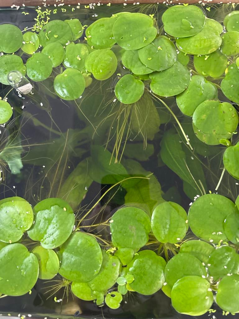 Kikkerbeet, Dieren en Toebehoren, Vissen | Aquaria en Toebehoren, Ophalen, Plant(en), Steen of Hout