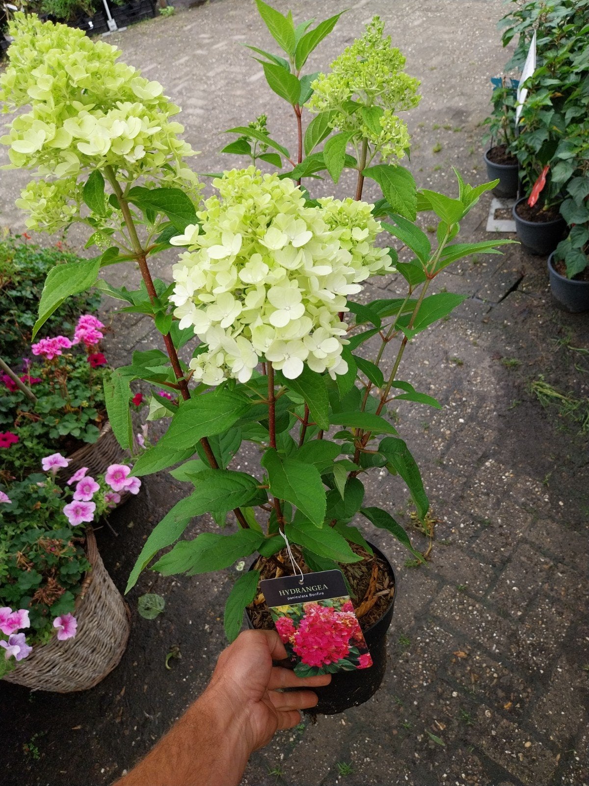 Hortensia Paniculata Bonfire - Prachtige pluimhortensia, Tuin en Terras, Vaste plant, Halfschaduw, Zomer, Ophalen