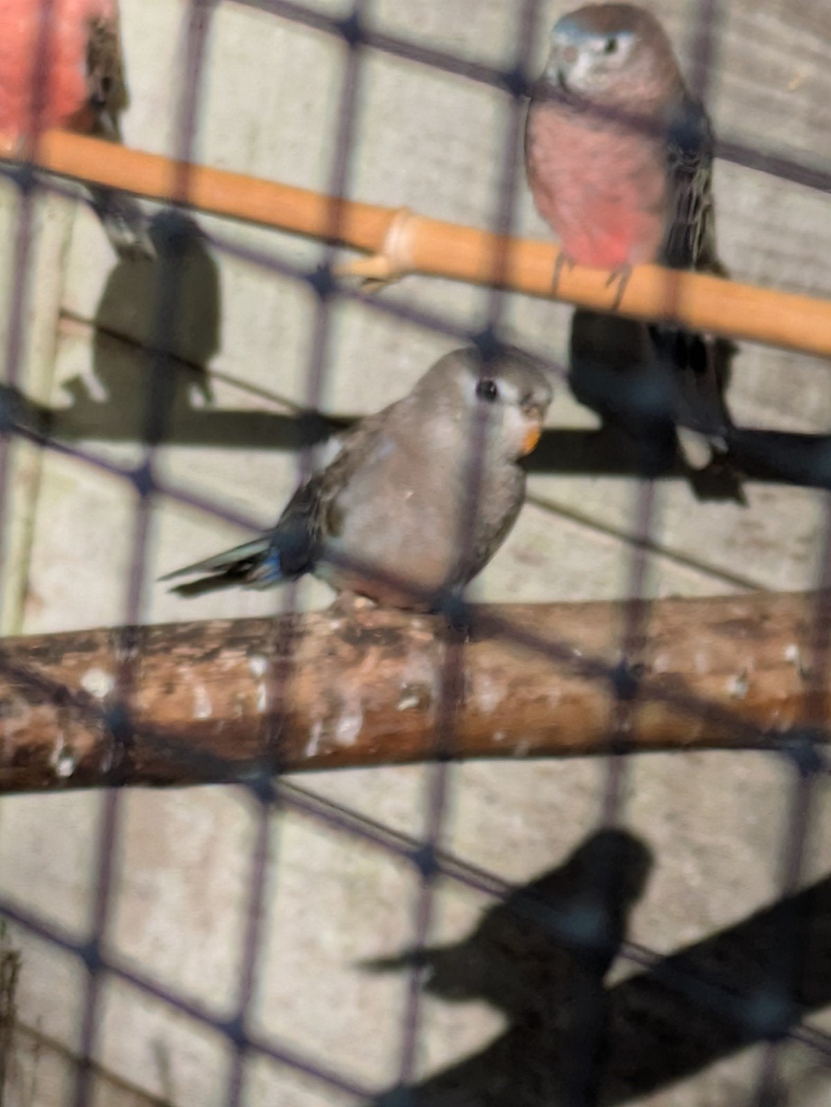 bourkes parkiet 2026, Dieren en Toebehoren, Vogels | Parkieten en Papegaaien, Geslacht onbekend, Parkiet, Tam
