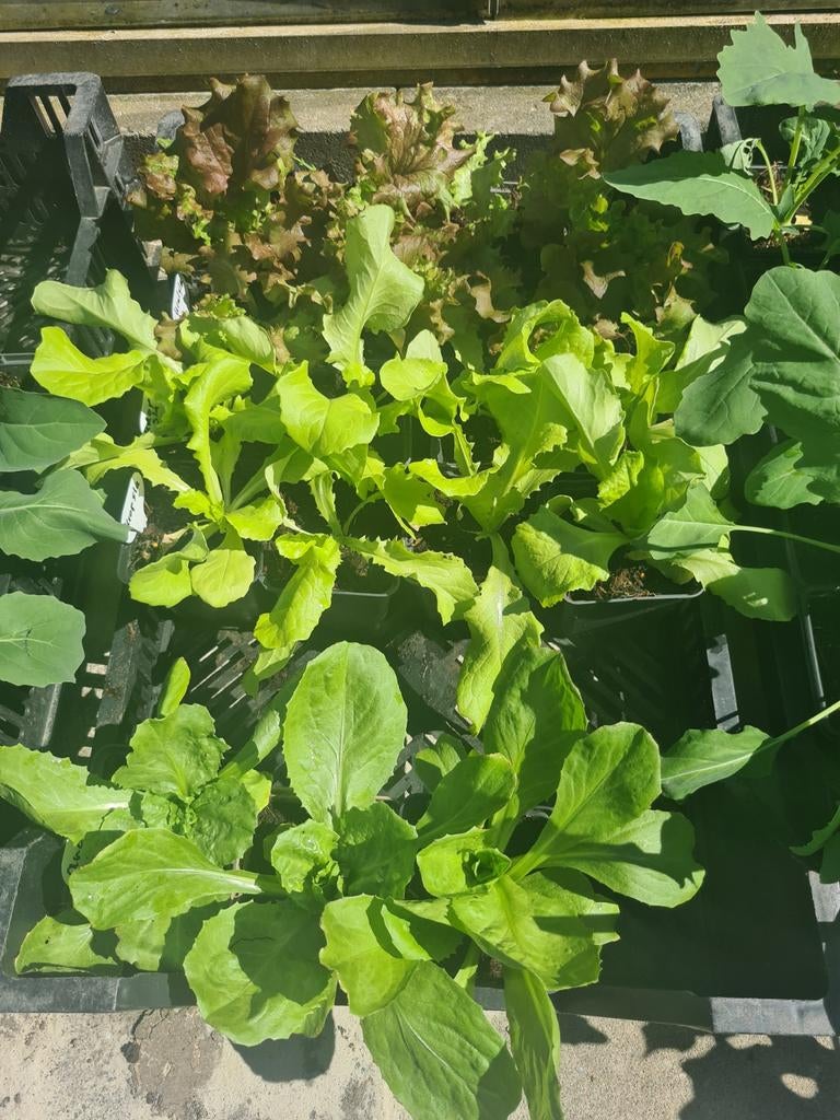 Diverse slasoorten en andijvie planten voor de moestuin, Tuin en Terras, Planten | Tuinplanten, Ophalen, Volle zon, Groenteplanten